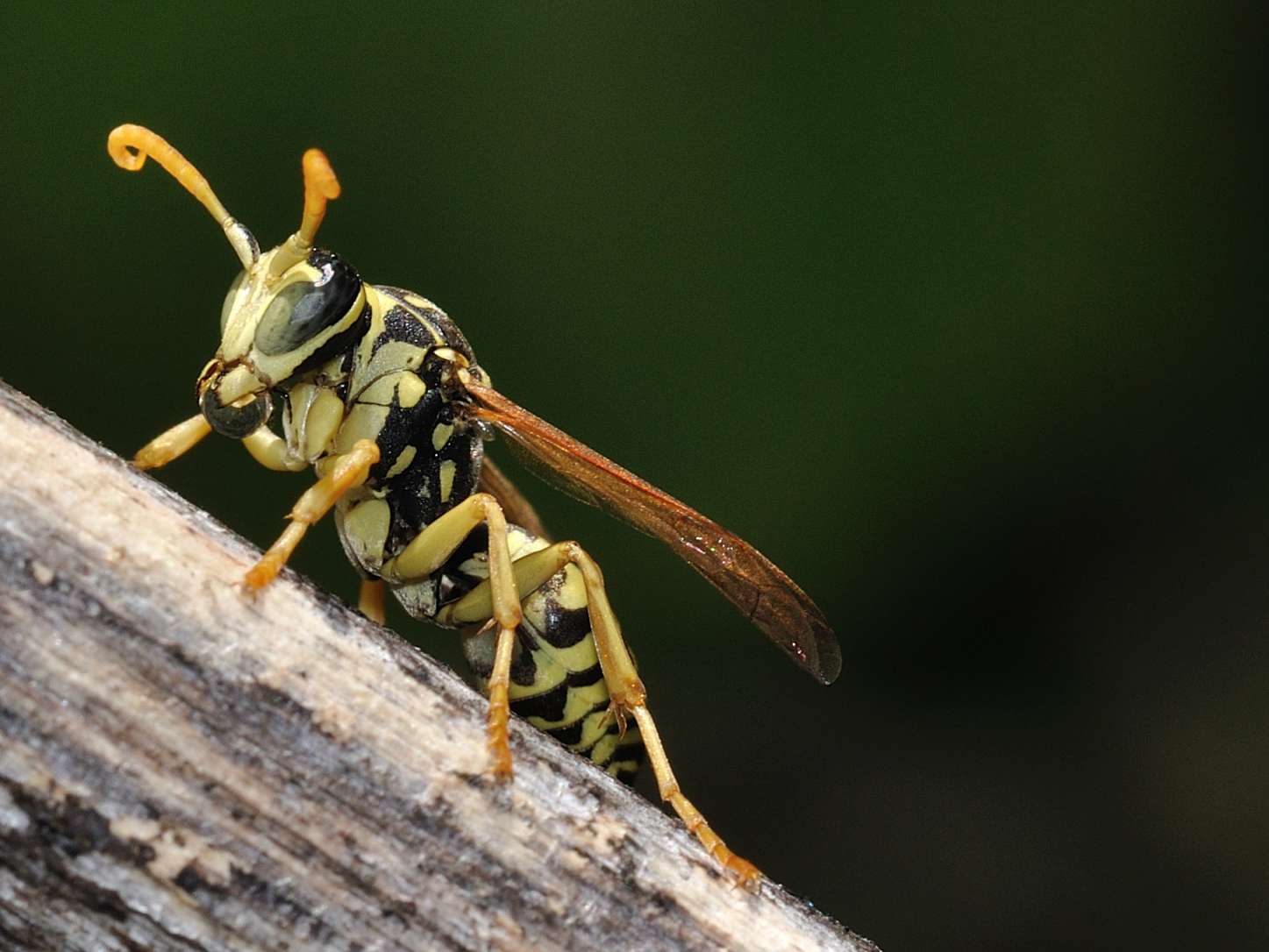 Polistes dominulus